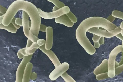Lactobacillus SEM: Scanning electron microscopy. Copyright: xSTx/xIMAGExPO... Stock Photos