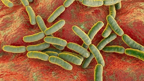 Lactobacillus on surface 2anim Stock Footage 141258589