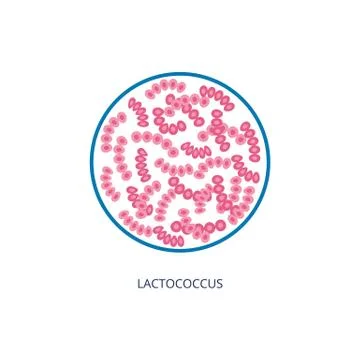 Lactococcus bacterias under microscope view, vector illustration isolated. Stock Illustration
