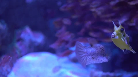 Lactoria cornuta with Flock of fish Stock Footage 64522375