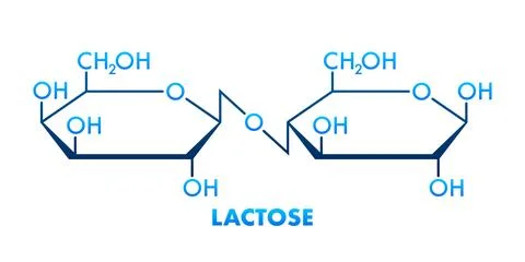 Lactose molecule structure consisting of galactose and glucose forming milk Stock Illustration