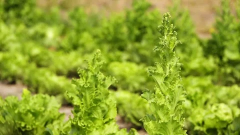 Lactuca sativa (Lettuce, Garden lettuce, Leahtric, Salata, Cultivated Lettuce 스톡 동영상 166399025