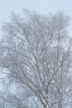 Lacy birch branches form abstract pattern, fine twigs create intricate nega.. 写真素材