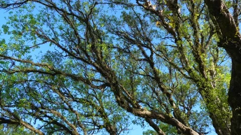 Lacy Canopy: Low-Angle View of Sprawling Tree Branches Against Clear Blue Sky 스톡 동영상 342779639