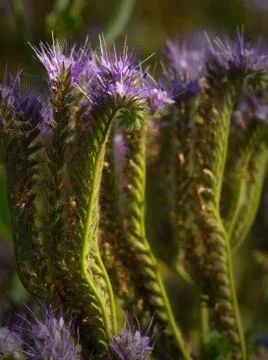 Lacy phacelia Stock Photos