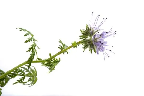 Lacy phacelia Stock Photos