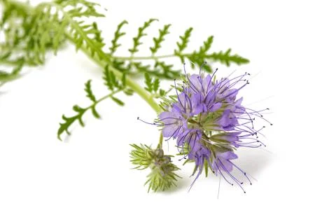 Lacy phacelia Stock Photos