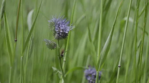 Lacy Phacelia Slow Motion Stock Footage 266913821