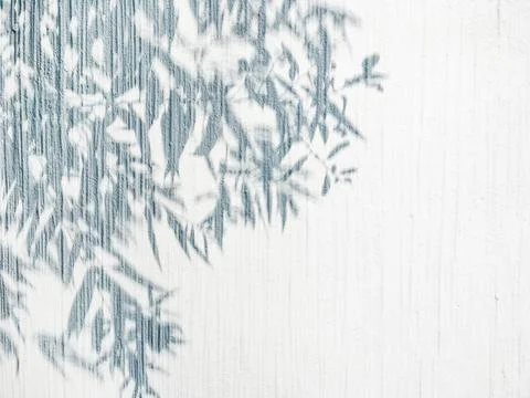 Lacy shadows from trees on white wall. Abstract background with concrete text Stock Photos