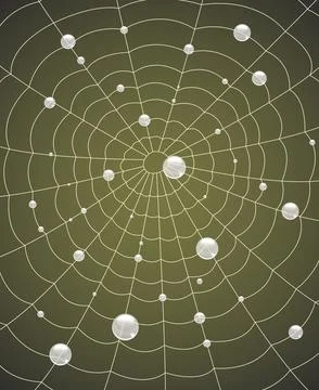 Lacy spider web with water droplets on green background. Vector illustration Stock Illustration