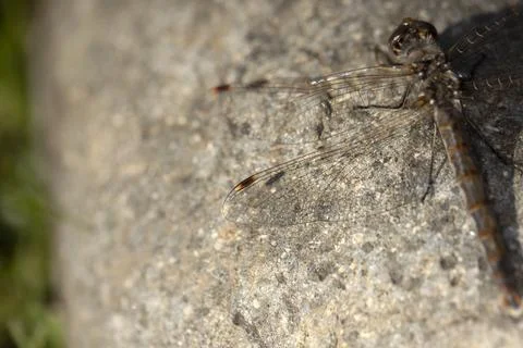 Lacy wing pattern of the dragonfly resting on a rock Foto stock