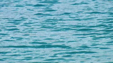 The Ladakh's Avian Elegance as Birds Queue Up for A Swim, Pangonglake Stock Footage 255212678