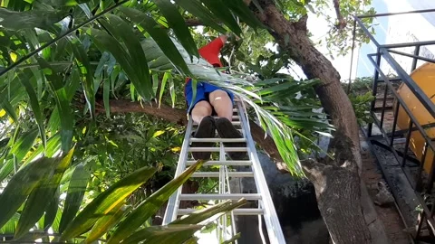 Ladder and Tree Video stock 332063184