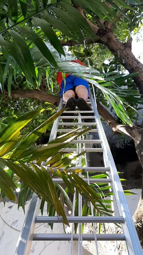 Ladder and Tree, Vertical View Video stock 332063176
