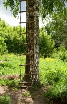 Ladder on a Birch tree Stock Photos