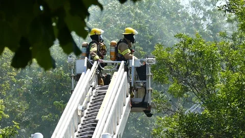 Ladder in forest with trees and green leafs Stock Footage 114805292