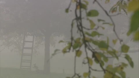 Ladder at a fruit tree in the fog Stock Footage 283172165