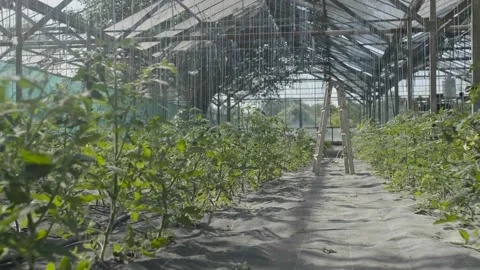 Ladder in greenhouse spring beginning tomatoes start grow plant vegetables c Stock Footage 232409620