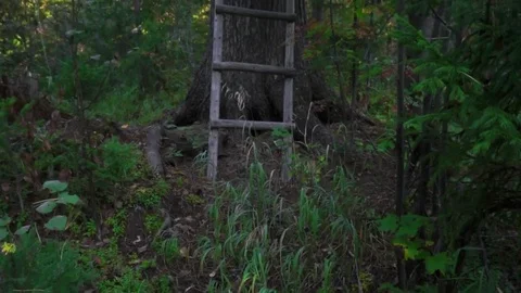 Ladder at pine Stock Footage 81662369