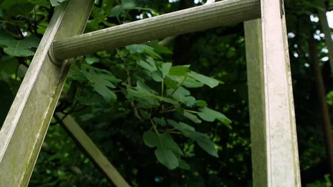 Ladder in Tree Stock Footage 93805045