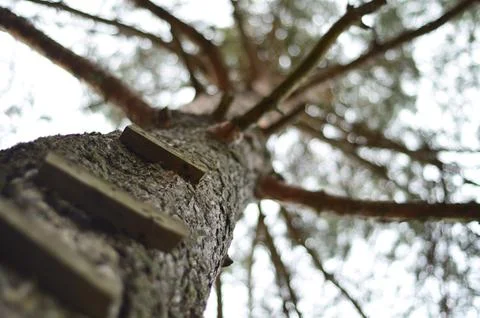 Ladder on a tree Foto stock