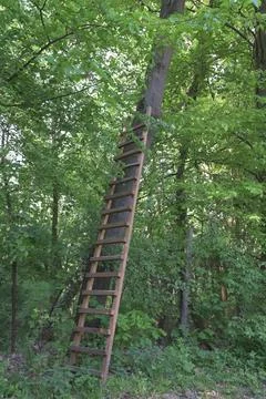 Ladder on a tree. Stock Photos