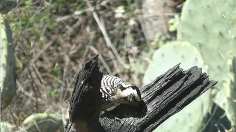 Ladderback Woodpecker pecks on a rustic tree branch Stock Footage 22193837