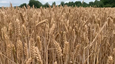 Laden/ripe wheat sways in the wind 스톡 동영상 283757067