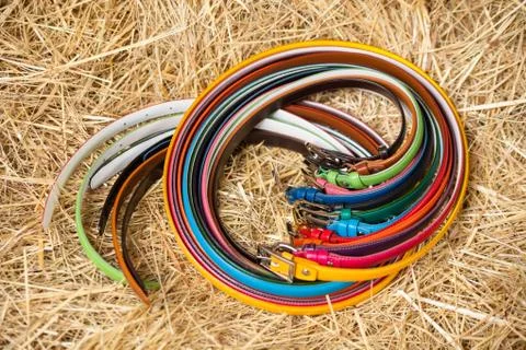 Ladies colored belts Stock Photos