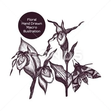 Ladies Slipper Orchid Macro illustration Stock Illustration