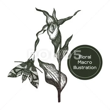 Ladies Slipper Orchid Macro illustration Stock Illustration