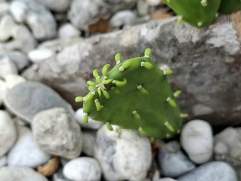 Ladle cactus grows on rocks Stock Photos