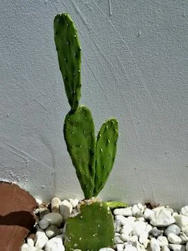 Ladle cactus, small soft spines, green in color Stock Photos