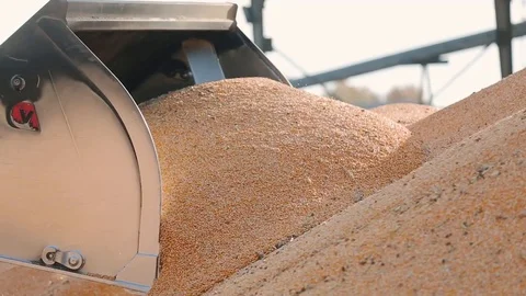 A ladle tractor pours corn in a large warehouse Stock Footage 124901900