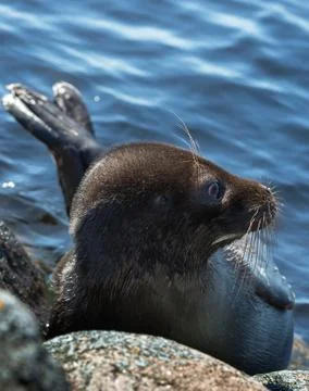 The Ladoga ringed seal resting on a stone. Scientific name: Pusa hispida lado Stock Photos