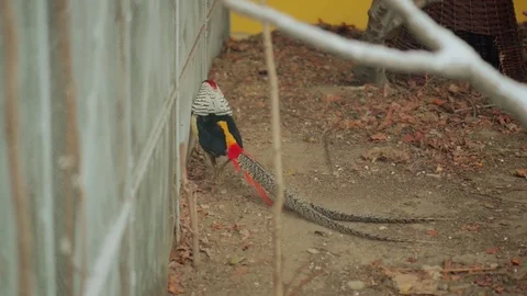 Lady Amherst's pheasant (Chrysolophus amherstiae) Stock Footage