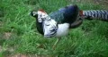 Lady Amherst's Pheasant HD Footage