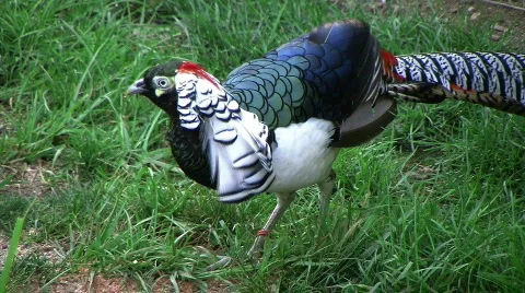 Lady Amherst's Pheasant 動画素材 82979