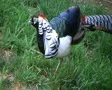 Lady Amherst's Pheasant SD Footage