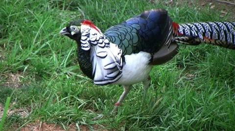 Lady Amherst's Pheasant 動画素材 8647137