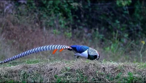 Lady Amherst's pheasant in the grass with a long, patterned tail Stock Footage 335079858