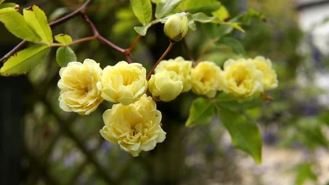 Lady Banks Rose, a tiny evergreen rambling variety Stock Footage 154815091