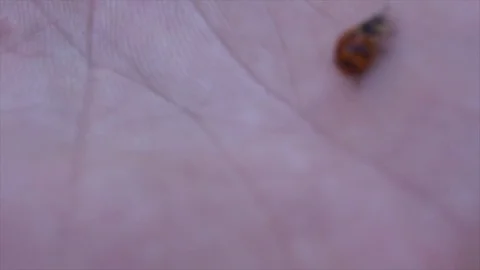 Lady beatle on mans hand Stock Footage 74111699