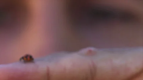 Lady beatle on mans hand Stock Footage 74111829