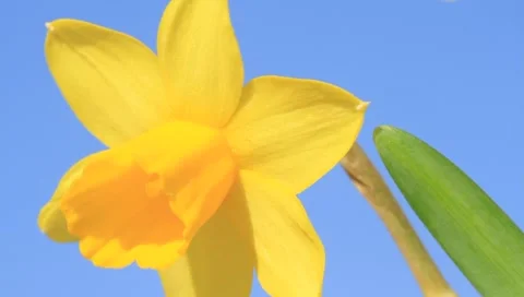 Lady beetle 库存影片 1848202