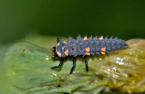 Lady Beetle Larvae. Stock Photos