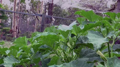 Lady-beetle on leaf Stock Footage 10577800