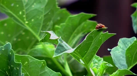 Lady-beetle on leaf Видео 10577816