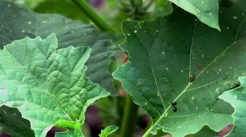 Lady-beetle on leaf Vídeo Stock 10577881