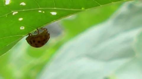 Lady-beetle on leaf Vídeo Stock 10577915